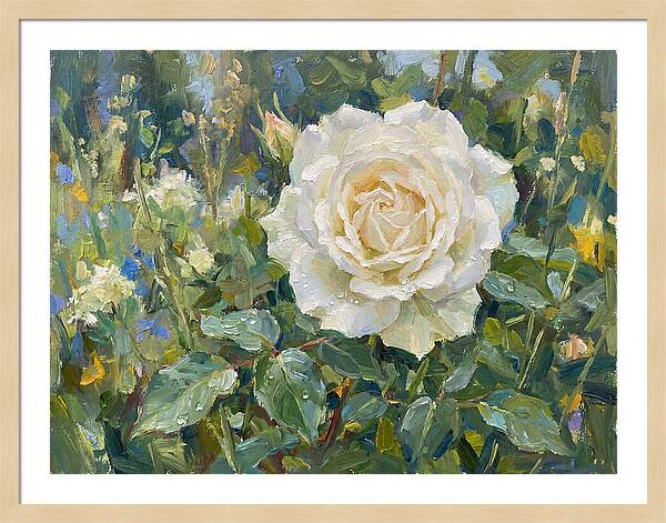 White Rose In Bloom