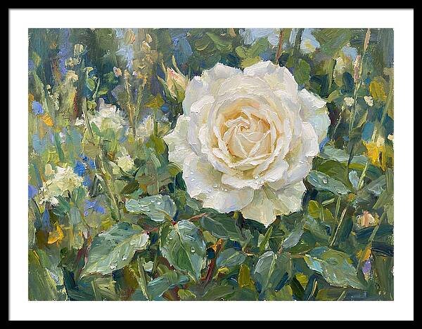 White Rose In Bloom