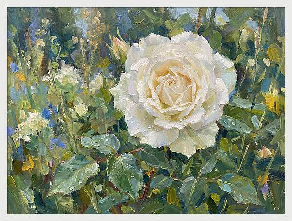 White Rose In Bloom