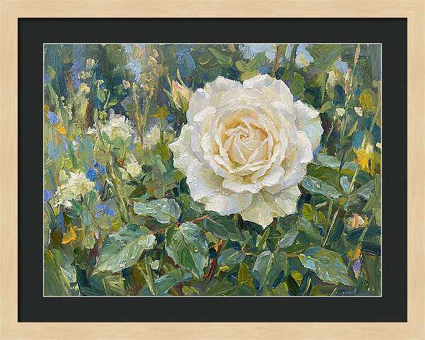 White Rose In Bloom