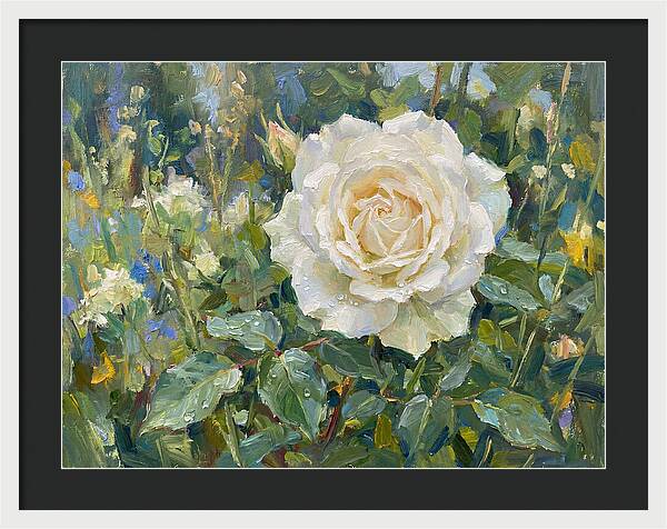 White Rose In Bloom