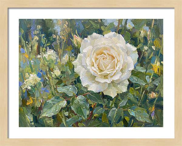 White Rose In Bloom
