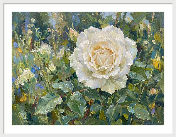 White Rose In Bloom