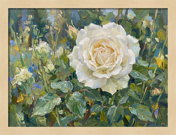 White Rose In Bloom