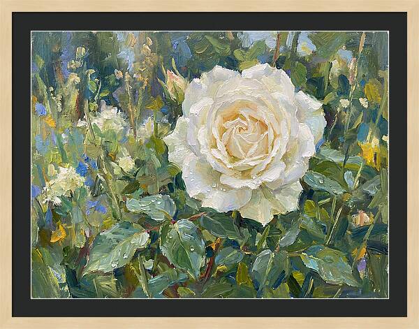 White Rose In Bloom