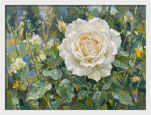 White Rose In Bloom