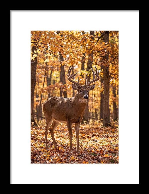 White Tailed Deer Buck In Autumn
