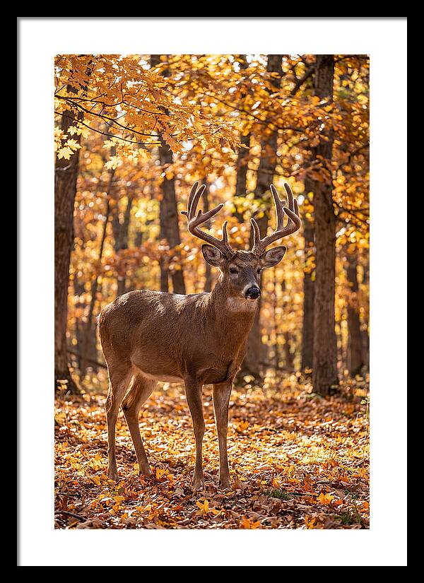 White Tailed Deer Buck In Autumn