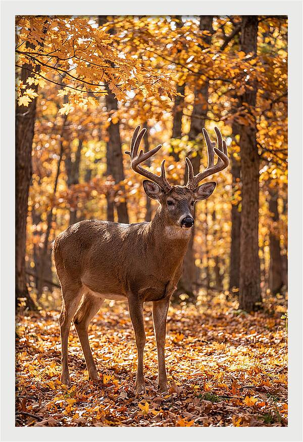 White Tailed Deer Buck In Autumn