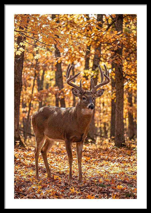 White Tailed Deer Buck In Autumn