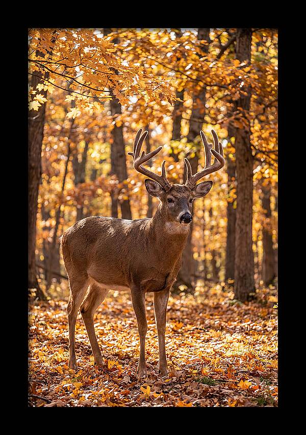 White Tailed Deer Buck In Autumn