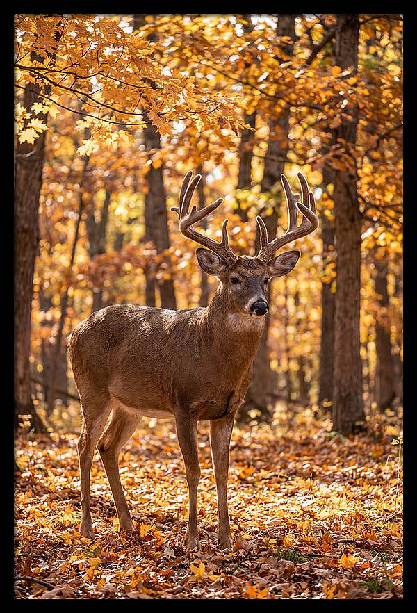 White Tailed Deer Buck In Autumn