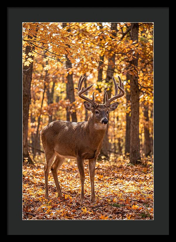 White Tailed Deer Buck In Autumn
