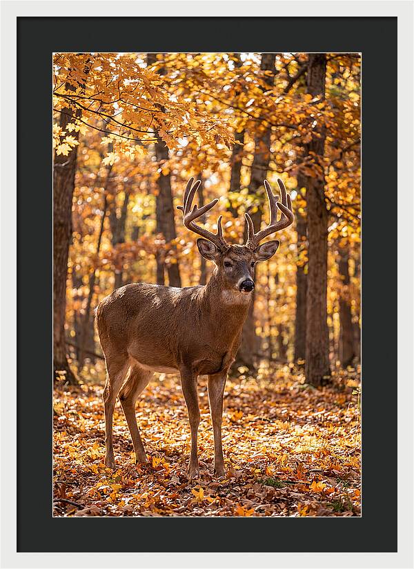 White Tailed Deer Buck In Autumn