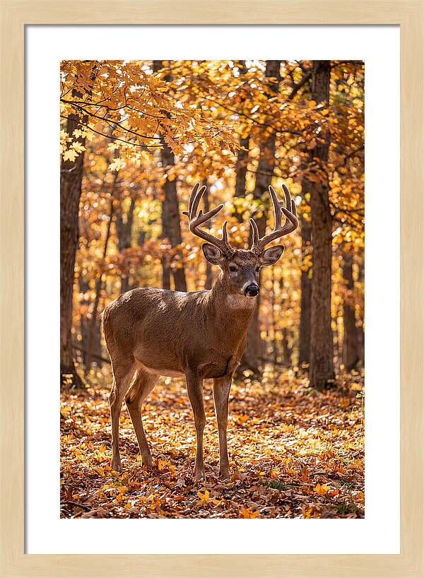 White Tailed Deer Buck In Autumn