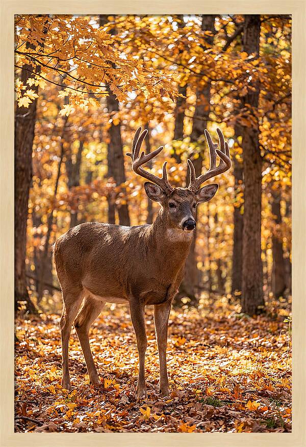 White Tailed Deer Buck In Autumn