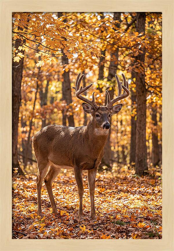 White Tailed Deer Buck In Autumn