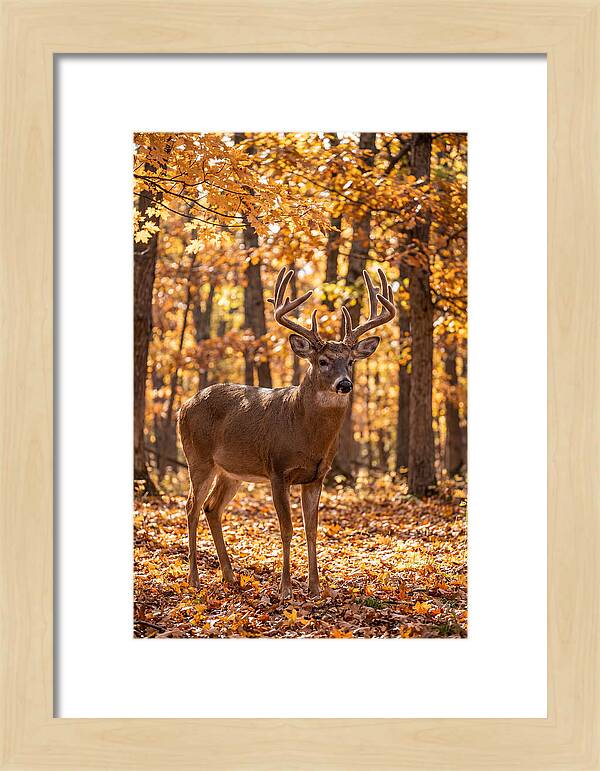 White Tailed Deer Buck In Autumn