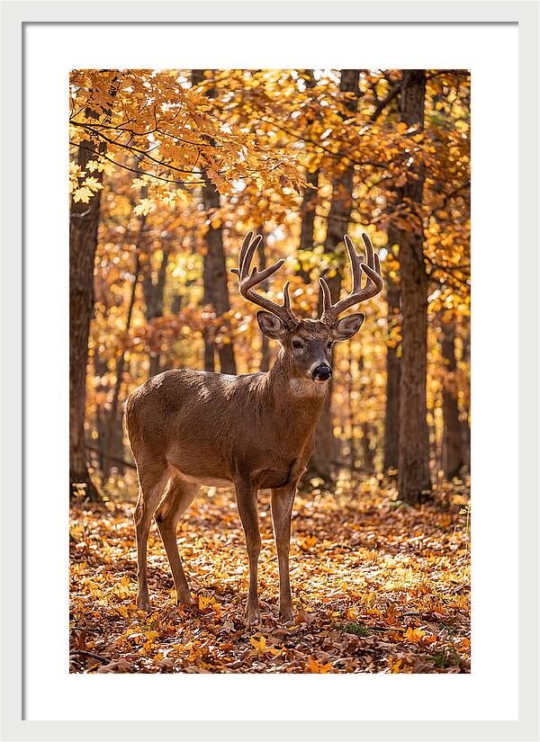 White Tailed Deer Buck In Autumn