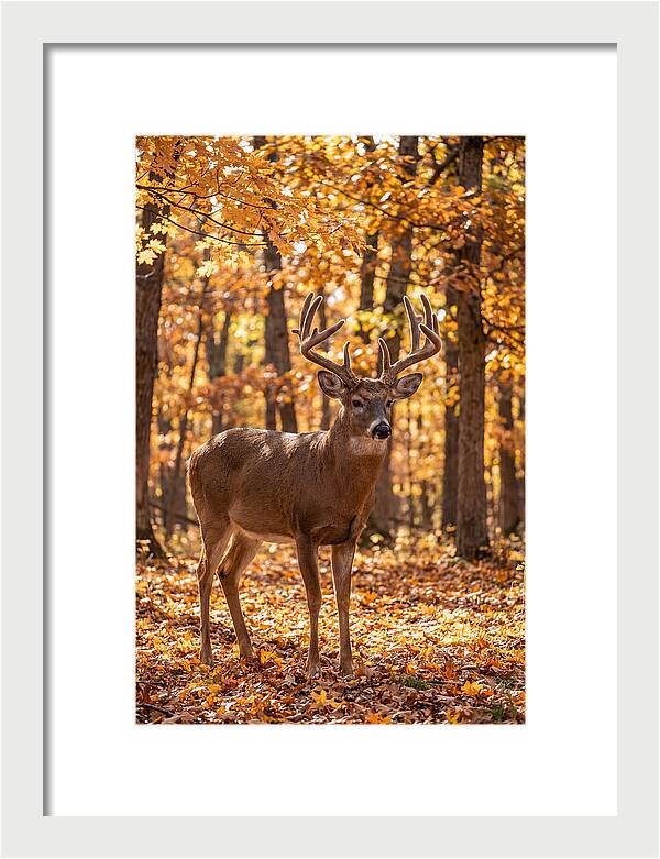 White Tailed Deer Buck In Autumn