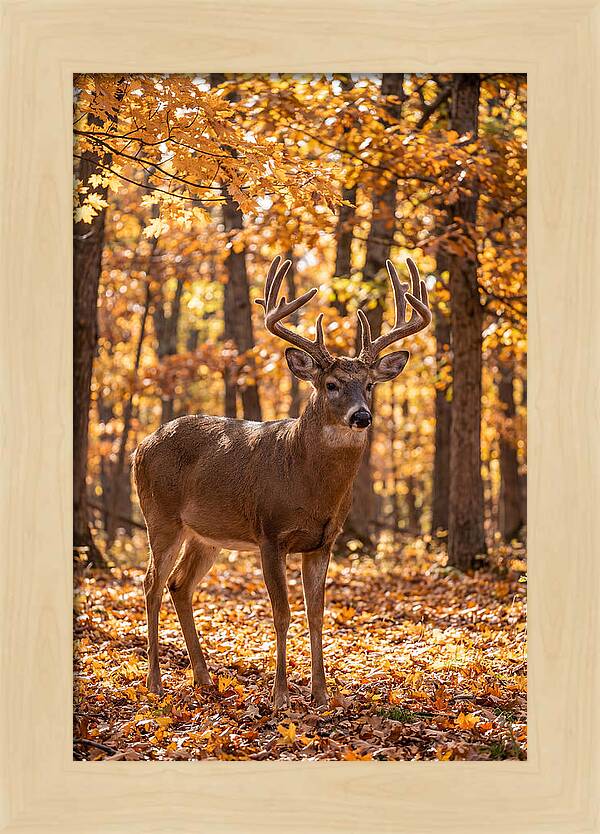 White Tailed Deer Buck In Autumn