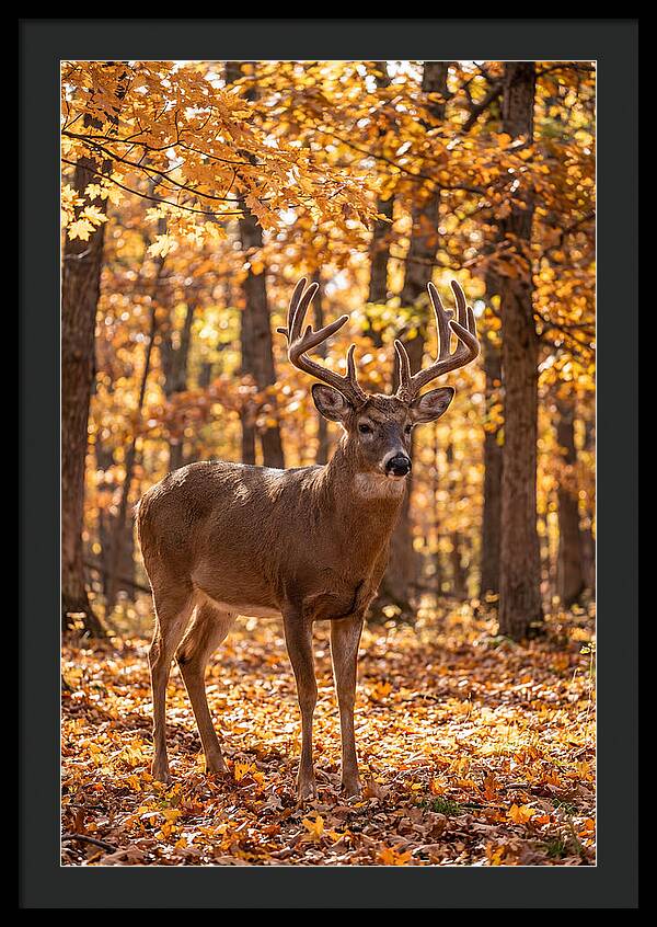 White Tailed Deer Buck In Autumn