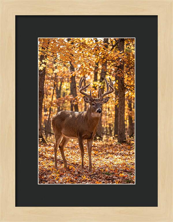 White Tailed Deer Buck In Autumn