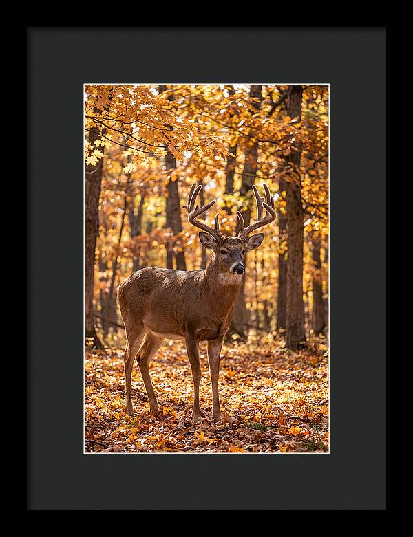 White Tailed Deer Buck In Autumn