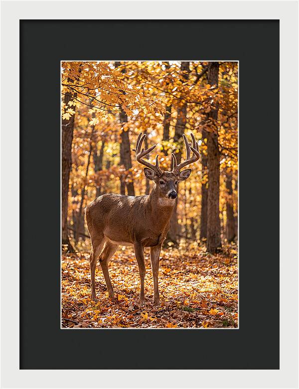 White Tailed Deer Buck In Autumn
