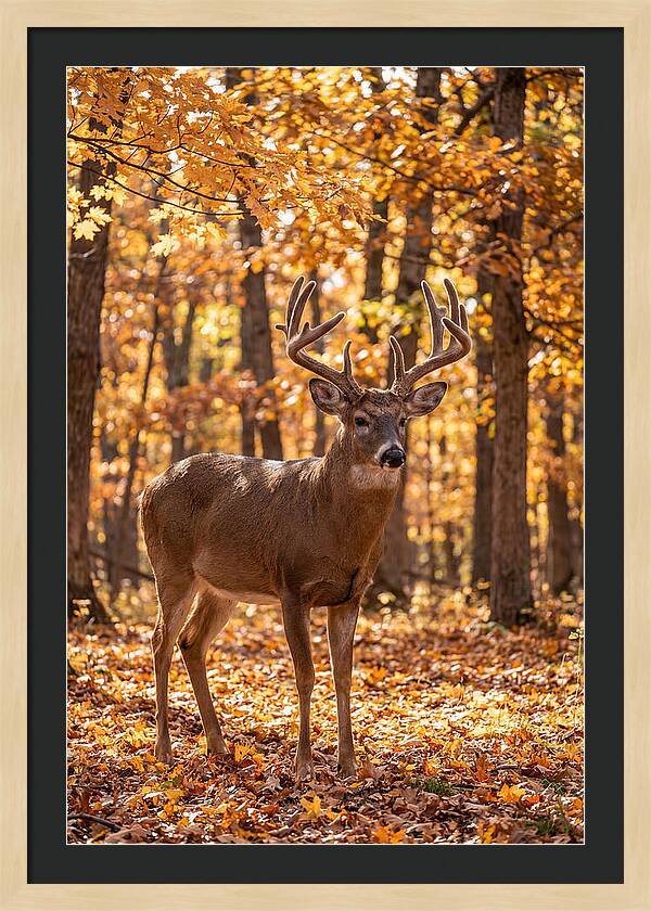 White Tailed Deer Buck In Autumn