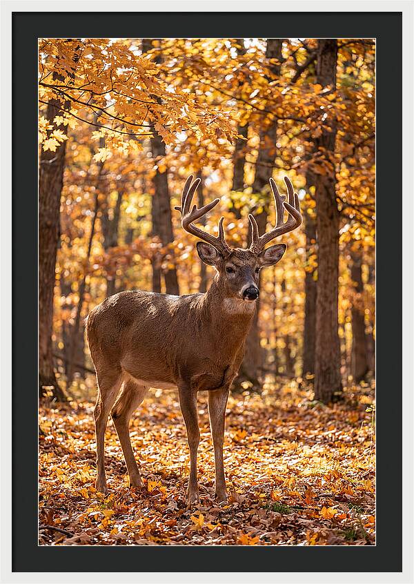 White Tailed Deer Buck In Autumn