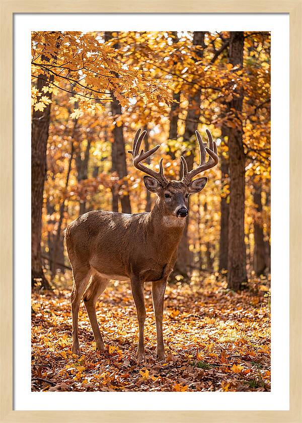White Tailed Deer Buck In Autumn