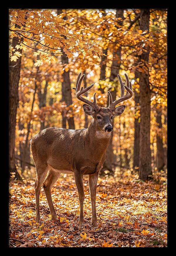 White Tailed Deer Buck In Autumn