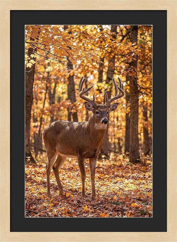 White Tailed Deer Buck In Autumn