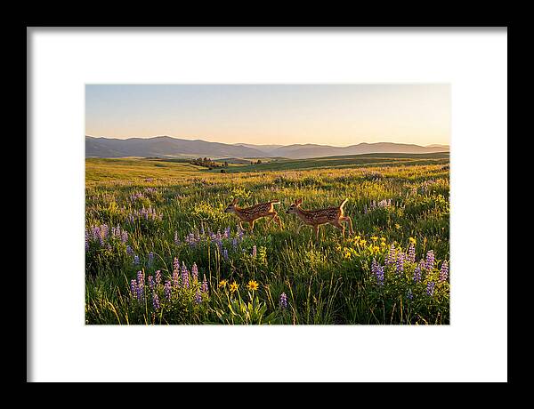 White Tailed Deer Fawns In Meadow