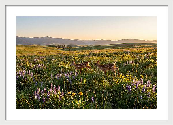 White Tailed Deer Fawns In Meadow