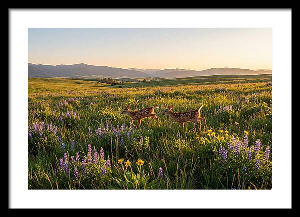 White Tailed Deer Fawns In Meadow