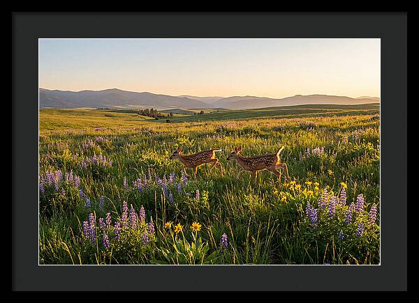 White Tailed Deer Fawns In Meadow