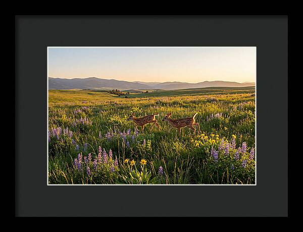 White Tailed Deer Fawns In Meadow