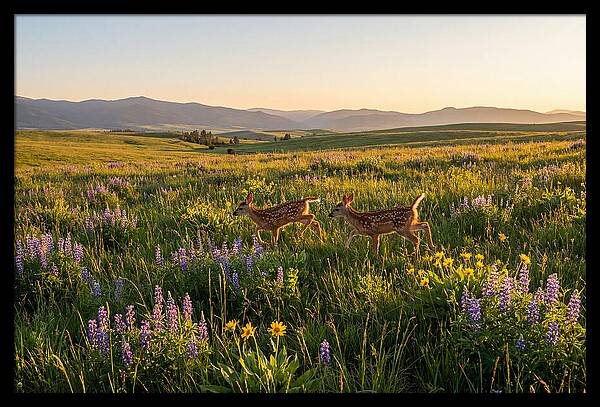 White Tailed Deer Fawns In Meadow