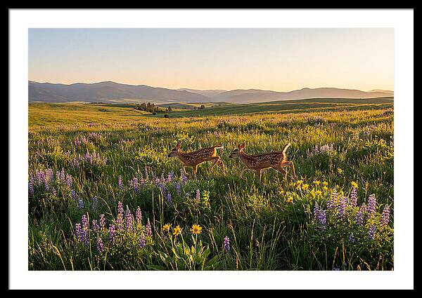 White Tailed Deer Fawns In Meadow