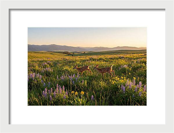 White Tailed Deer Fawns In Meadow
