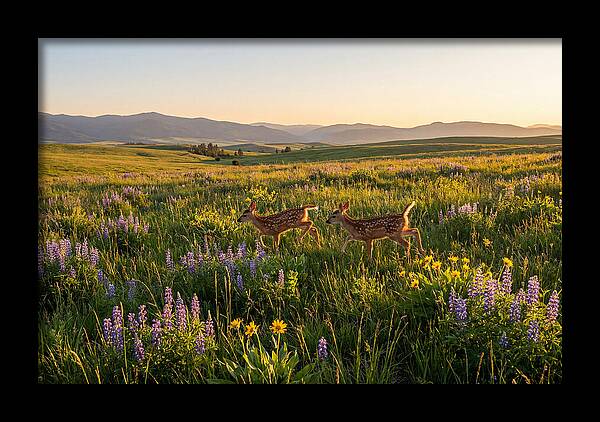 White Tailed Deer Fawns In Meadow