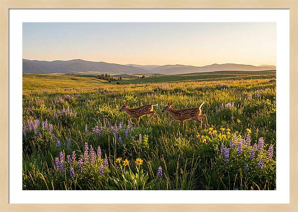White Tailed Deer Fawns In Meadow