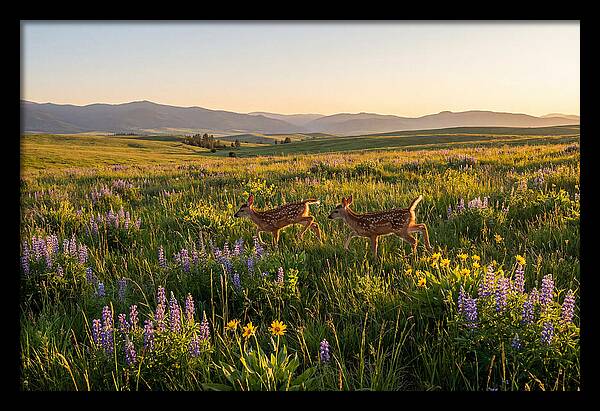 White Tailed Deer Fawns In Meadow