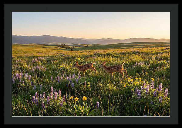 White Tailed Deer Fawns In Meadow