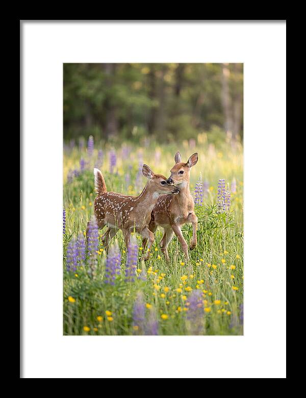 White Tailed Deer Fawns Playing