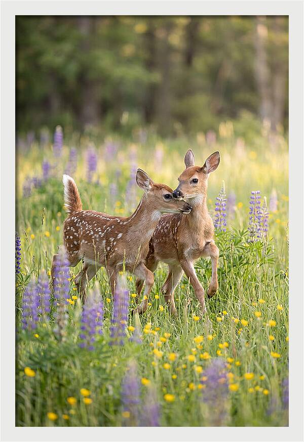 White Tailed Deer Fawns Playing
