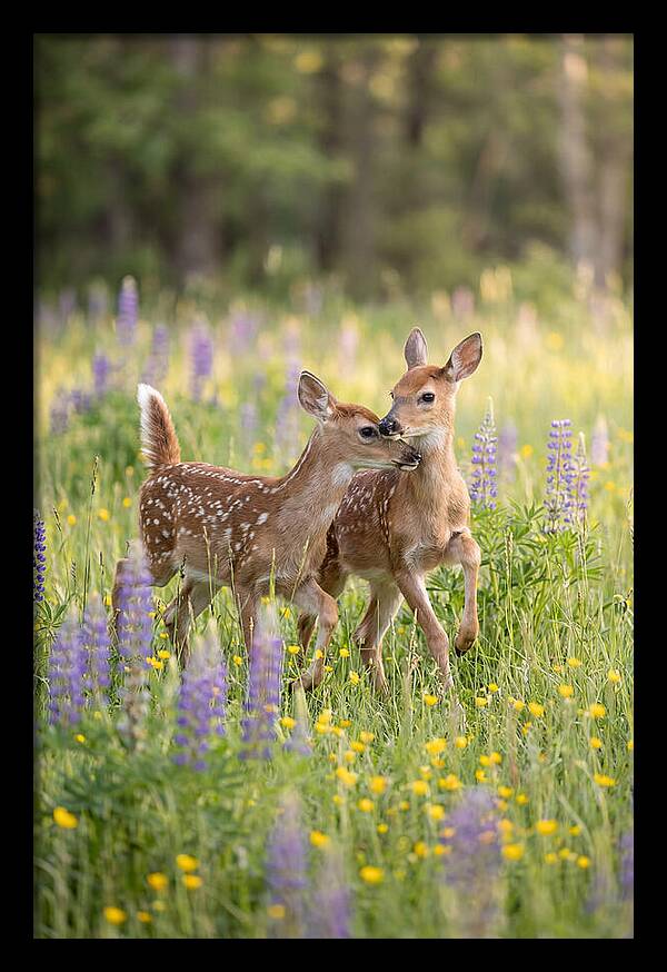 White Tailed Deer Fawns Playing