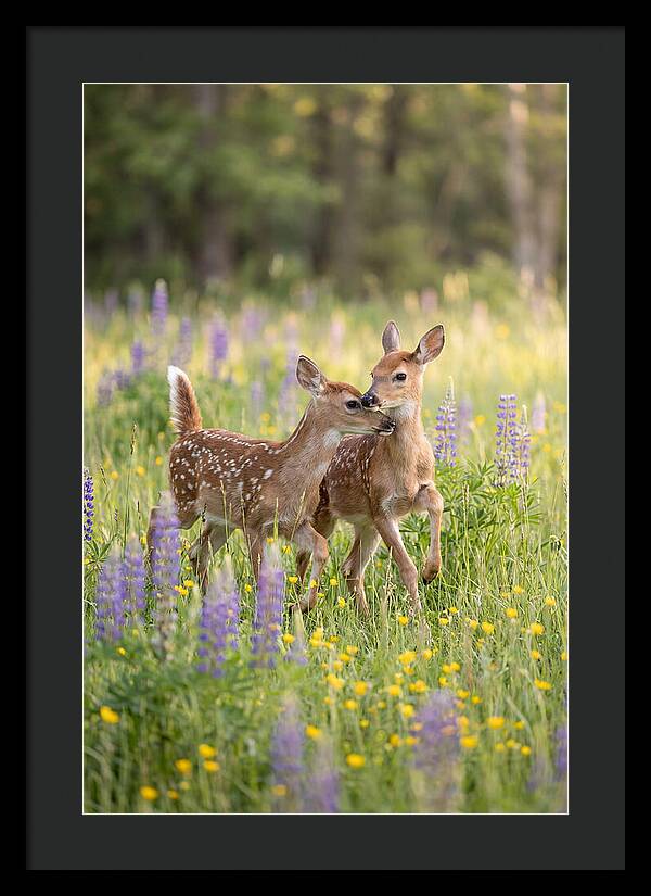 White Tailed Deer Fawns Playing